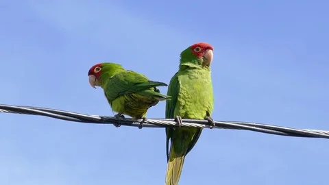 Two Parrot standing and playing Stock Footage 72173671