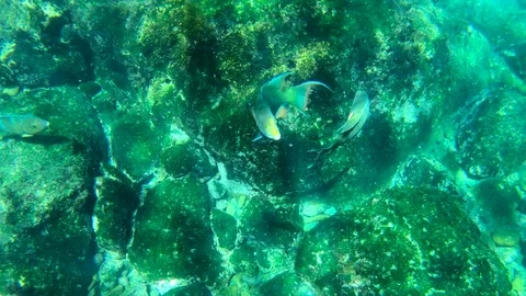 Two parrotfish swim in a circle during a mating ritual. Stock Footage 83308257