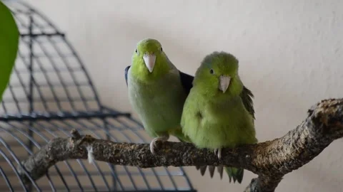 Two Parrots after a rest Stock Footage 171714770