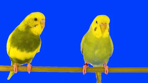 Two parrots against a chroma key background Stock Footage 335839969