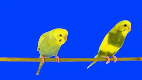 Two parrots against a chroma key background Stock Footage 335839974