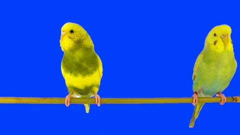 Two parrots against a chroma key background Stock Footage 335840026