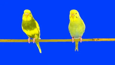 Two parrots against a chroma key background Stock Footage 335841069