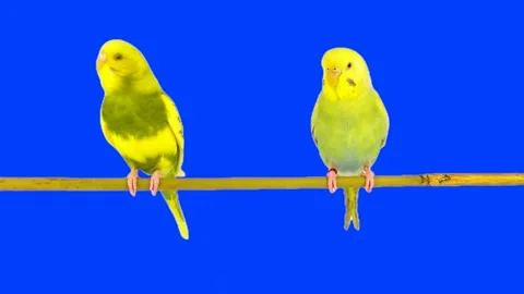 Two parrots against a chroma key background Stock Footage 335841094