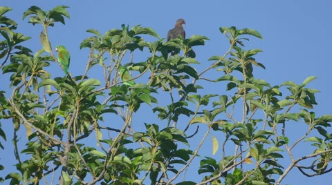 Two parrots and a pigeon in a tree Video stock 57268815