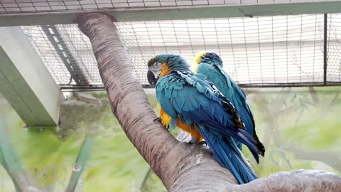 Two parrots are sitting on a branch. Stock Footage 242853980