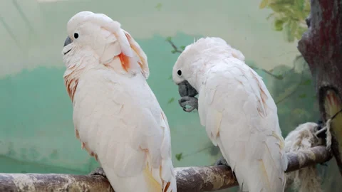 Two parrots are sitting on a branch. 스톡 동영상 242854199