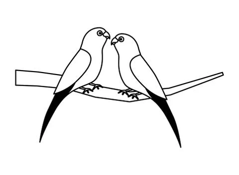 Two parrots bird on branch 스톡 일러스트