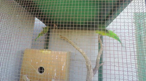 Two parrots in birdcage Stock Footage 60254116