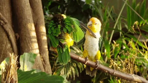 Two parrots on a branch 스톡 동영상 102268670