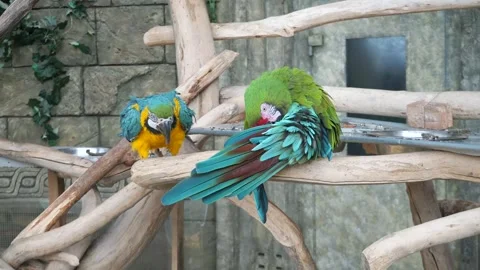 Two parrots on a branch Stock Footage 283295494