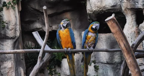 Two Parrots on a Branch: One Sick and Itchy Видео 240449446