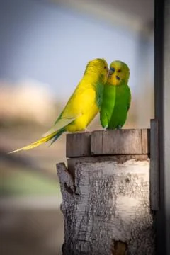 Two parrots on the branch 写真素材