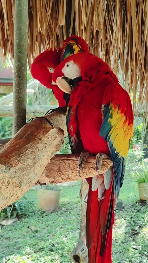 Two parrots on a branch under a thatch roof in Chiapas, Mexico Stock Footage 326312594