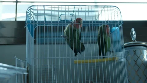 Two parrots in a cage. 4K Video stock 152082919