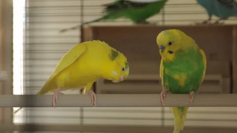 The Two Parrots Cage 스톡 동영상 89587992