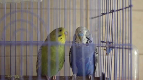 Two parrots in a cage Stock Footage 155689069