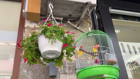 Two Parrots in a Cage - Static Upward View Stock Footage 346409684