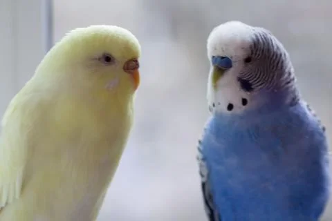 Two parrots close-up of the window Stock Photos