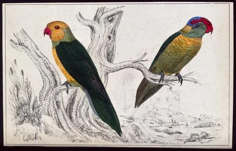 Two parrots. Coloured etching. 库存插图