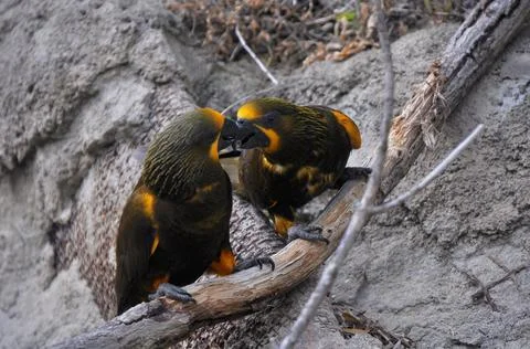 Two parrots communicate while sitting on a tree branch Stock Photos