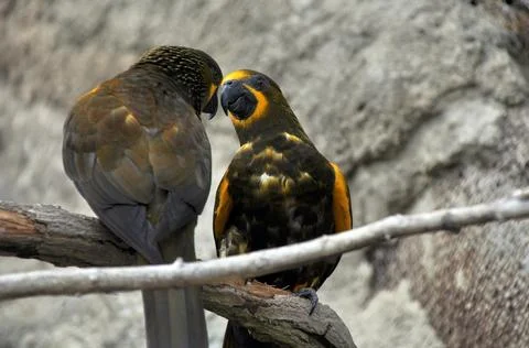 Two parrots communicate while sitting on a tree branch Stock Photos