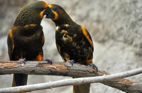 Two parrots communicate while sitting on a tree branch Stock Photos