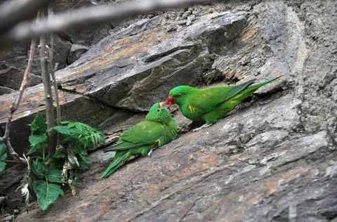 Two parrots communicate while sitting on a tree branch Stock Photos