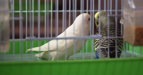 Two parrots couple talking and playing inside cage Stock Footage 282970897