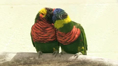 Two parrots cuddling Stock Footage 10866273