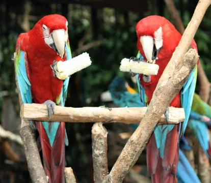 Two parrots eating corn Stock Photos