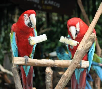 Two parrots eating corn Stock Photos