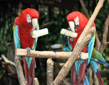 Two parrots eating corn Stock Photos