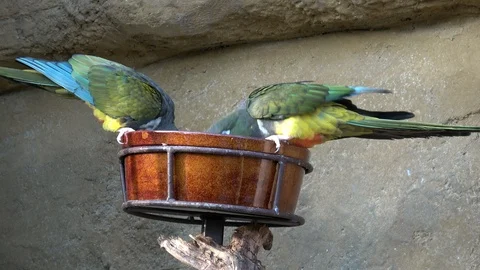 Two parrots eating from a feeder Stock Footage 119466256