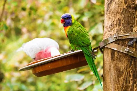 Two parrots eating in parallel 스톡 사진