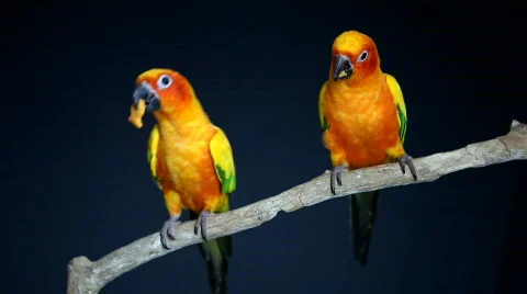 Two Parrots Eating on Perch 動画素材 303361