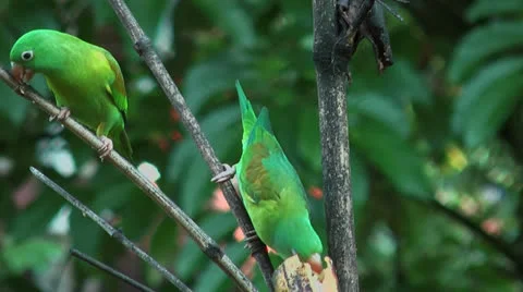 Two parrots fighting for food Stock Footage 25420443
