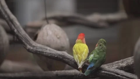 Two parrots flirting 스톡 동영상 138821697
