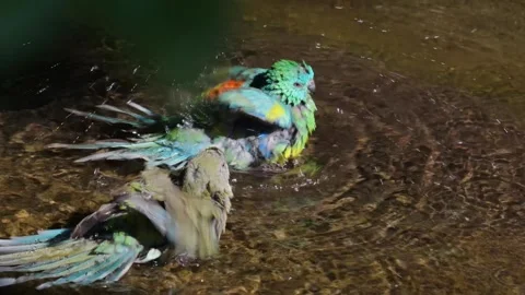 Two Parrots Stock Footage 244338206