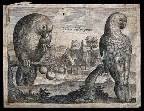 Two parrots in the foreground with a view of a farm behind. Etching. 库存插图