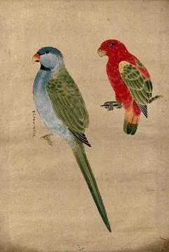 Two parrots. Gouache, 18--. 库存插图