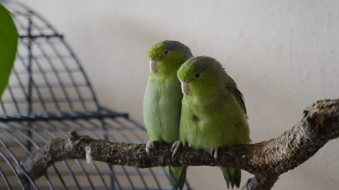 Two Parrots having a rest Stock Footage 171715175