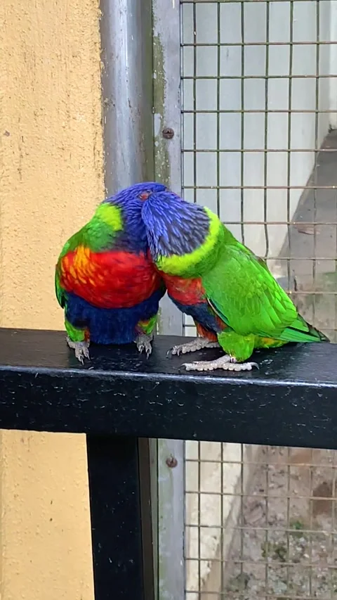Two parrots in Kuala Lumpur Stockbeeldmateriaal 343445202
