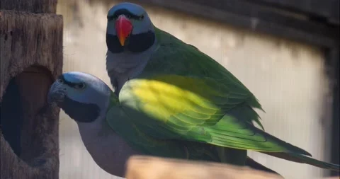 Two parrots matting Stock Footage 236692579