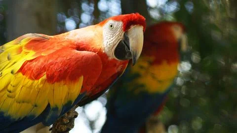 Two parrots mirror illusion 写真素材