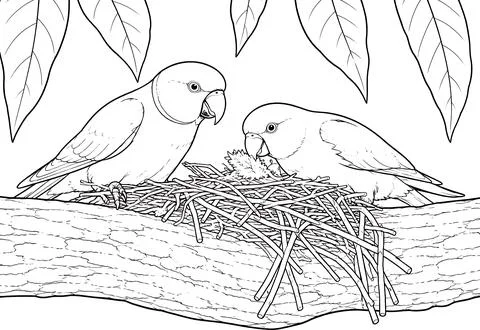 Two parrots in a nest with eggs on a tree branch coloring page, breeding Stockillustratie
