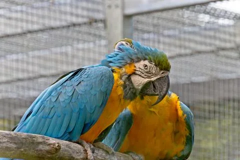 Two parrots in a park Stock Photos