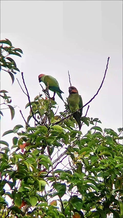 Two parrots perch side by side on the top of a leafy tree Stock Footage 326084463