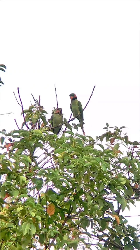 Two parrots perch side by side on the top of a leafy tree Stock Footage 326084499