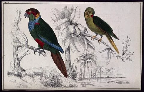 Two parrots perched on a cashew-nut tree branch. Coloured etching. Stock Illustration